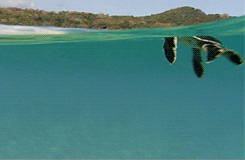whiny-sugar-glider:  BBC Earth - Africa More gifs of animals. 