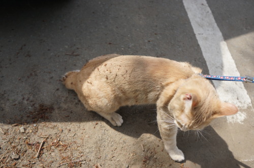 最近庭に出してみたらそれからすごく外に行きたがるので、思い切って公園に連れて行ったらもう警戒しまくりでずっと低い姿勢で歩いてました（笑）。もうちょいで車ってとこでなぜか砂にゴロンとしちゃって、結果シャ