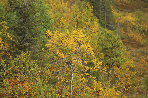 The September colours of Edsåsdalen in Jämtland, Sweden.