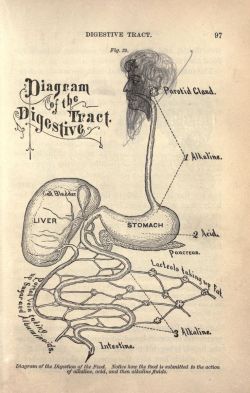 nemfrog:  Fig. 39. Digestive track _An abridgment of the hygienic physiology : with special reference to alcoholic drinks and narcotics_ c.1884 