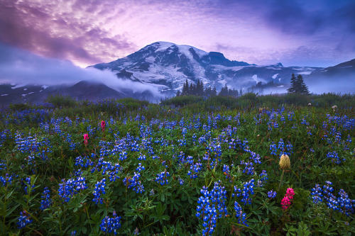 drxgonfly:  Ethereal Bloom Mt. Rainier, Washington (by Alan Howe)  Knew what this was before I saw the caption ❤️😍