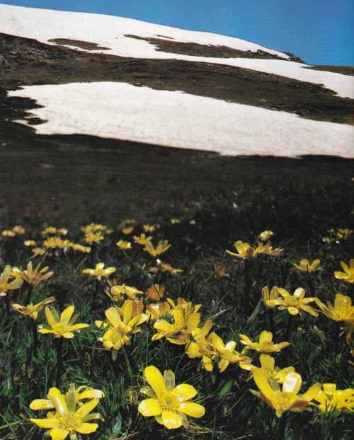 plant-scans:Summer wildflowers at Mount Kosciusko, New South Wales, Australia: Colourful Continent, 