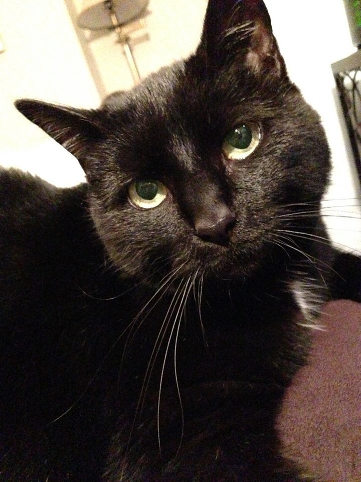 catsbeaversandducks:PLEASE keep your black cats safe this Friday the 13thUnfortunately,