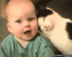 catsdogsblog:  More Funny Cats here