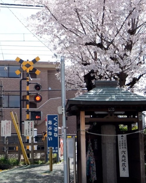 踏切の脇に咲く。#六角地蔵尊 #桜 #igersjapan #ig_nihon #icu_japan #ig_japan #ig_cameras_united #loves_ #jp_views #k