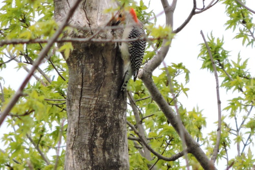 Red-bellied Woodpecker, Melanerpes carolinus