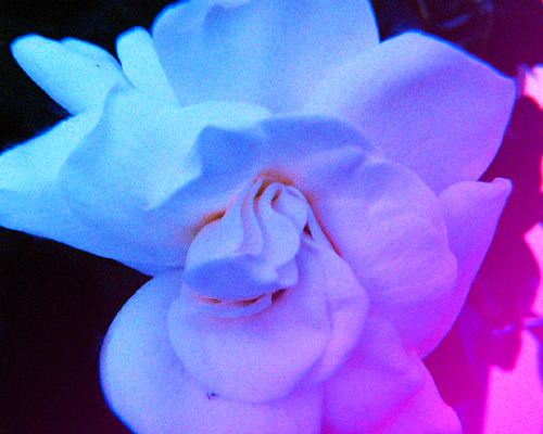 twilightly-blog: Violet Violence © Twilightly