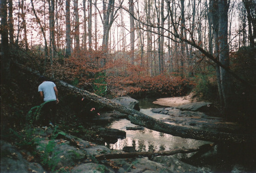  { forests by anewresolution } 