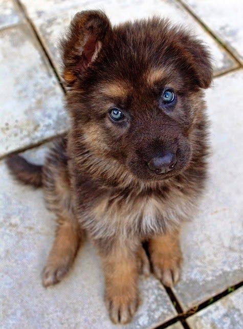 dogsandpupsdaily