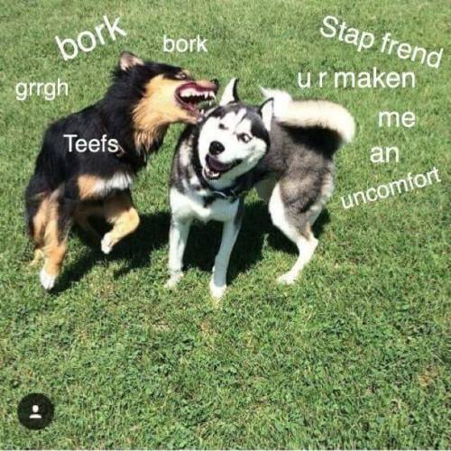 theweirdwideweb:New Borks