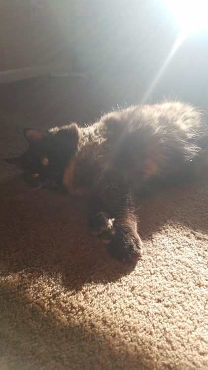 fatcritters:Sun cat