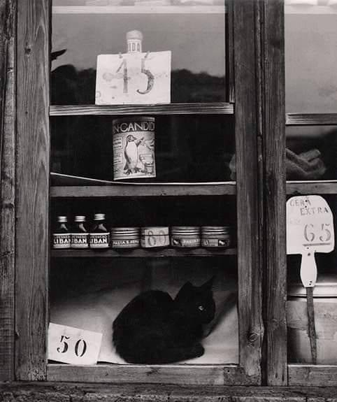 historiccatsinwindows:Paolo Monti: Untitled / 1955