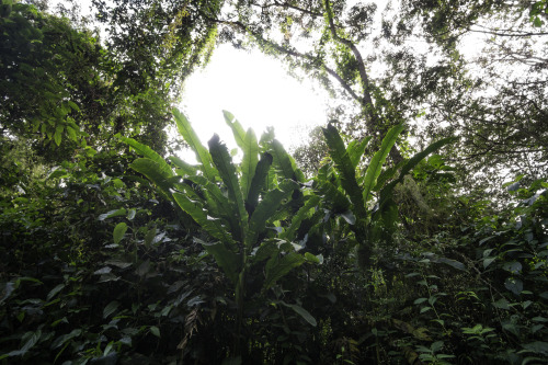 mpsouthamerica:  .on the go to Aguas Calientes. PERU