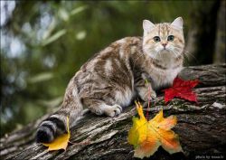 petermorwood:  Cats and autumn leaves are