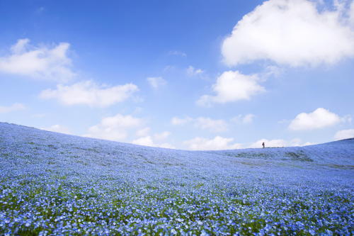 itscolossal:A Sea of 4.5 Million Baby Blue Eye Flowers in Japan’s Hitachi Seaside Park2123. Hita