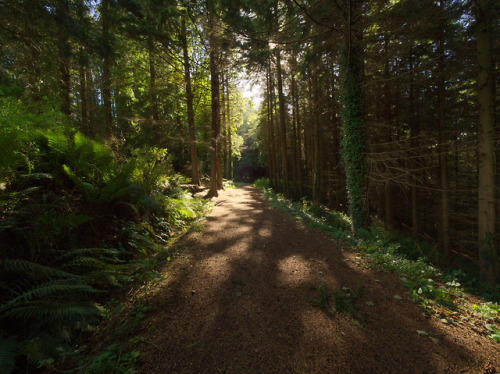 90377:Glenarm Forest by jonas andersson