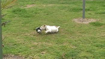 sizvideos:  Watch the video of these unlikely friends 