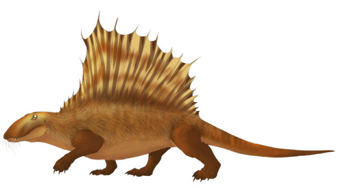 bookrat:Dimetrodon with different kinds of integument~