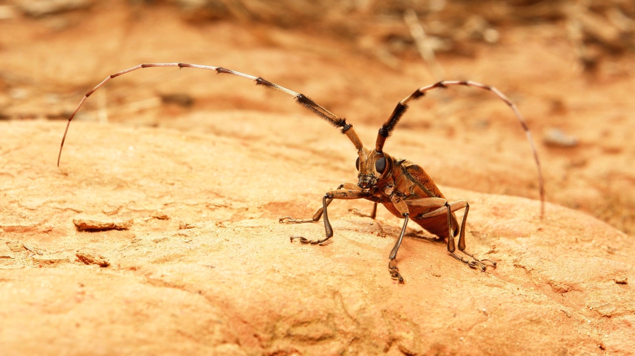 sinobug:  The TOP TEN BEETLE images taken in 2015 and posted to itchydogimages on