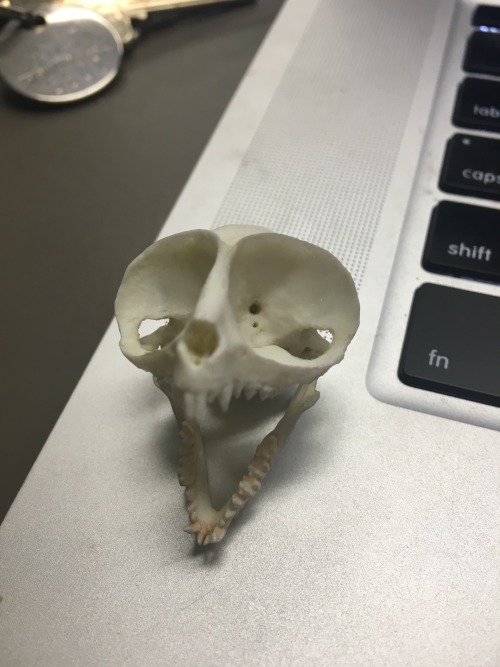 kaijutegu:Hanging out with a tarsier skull at work.holy frijoles those eye orbitals