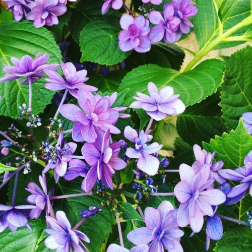 紫陽花の季節❤️ #紫陽花 #アジサイ #あじさい #6月 #花 #季節の花 #写真好きな人と繋がりたい #hydrangea #flowers #june #flowerstagram #flowe