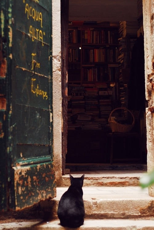 doremiau:Cats love bookshops.@ Libreria Acqua Alta, Venice