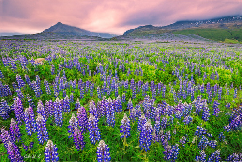 te5seract: Wild Lupine &amp; Wild Lupine 2 by Celia W. zhen