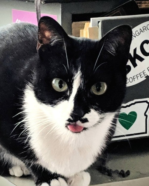 This cat, I tell you what. Reigning World Champion of the Blep, I’m pretty sure. #catsofinstag