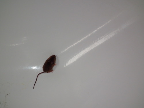 This Is A Little Mouse I Saved From A Friends Bath, Years Ago, Where It Had Been Imprisoned By Their