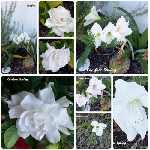 White Spring Flowers in my Semi-tropical Florida Garden