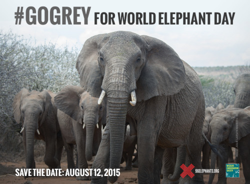 We’re gathering the herd for World Elephant Day!... - 96 Elephants