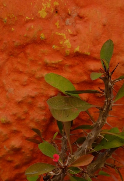 constancecervonelyricvision:Moroccan spice market, crown of thorns and walls in deep vibrant orange 