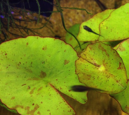 Added some native milfoil to the 20 gal the other day and saw the beautiful new growth; proceeded to