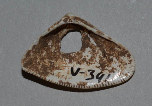 Iphigenia brasiliensis (Giant False Coquina) shell beads (Taíno, 700– 1000 AD).  Found in Vere, Jama