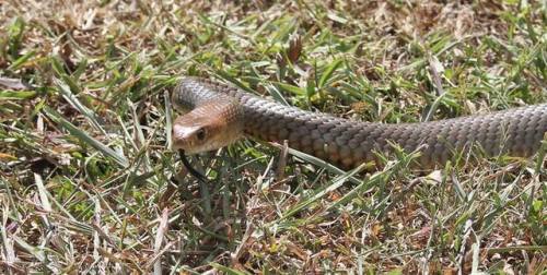 snakeoutbrisbane: Eastern Brown Snake (Pseudonaja textilis) A rather well fed looking eastern brown 