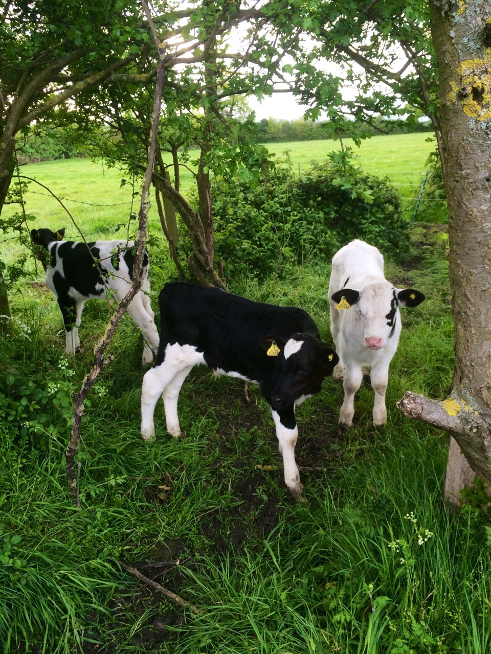 wandering-hippie:  Cutiessss 