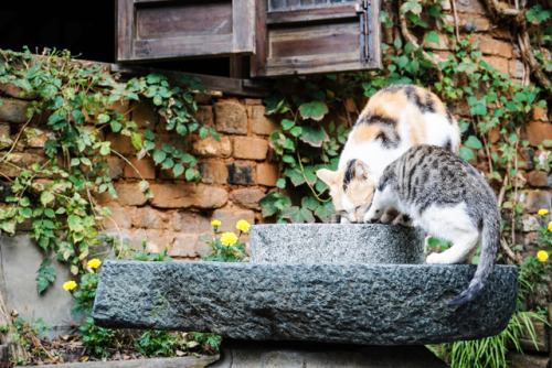 Cats playing in Wuyuan Town, Jiang Xi, China.Download. : Sony Alpha a6300