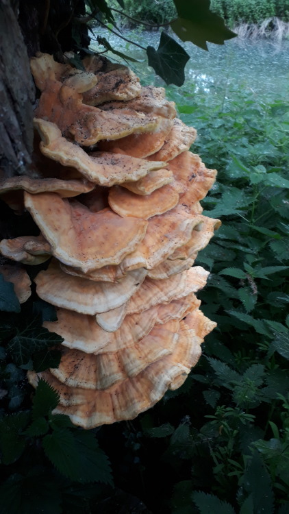 mushroomgay:Cambridge, UK, May 2022Chicken of the woods (Laetiporus sulphureus)My absolute faves! Th