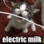 skunktactics