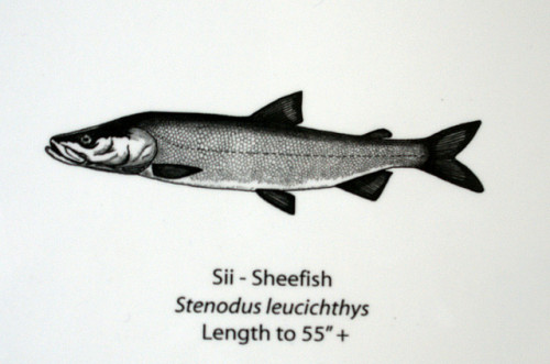 It’s the Sheefish, leaping and gliding near Kiana Lodge, on the Kobuk River, 30 miles north of