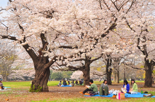 Sakura in Tokyo