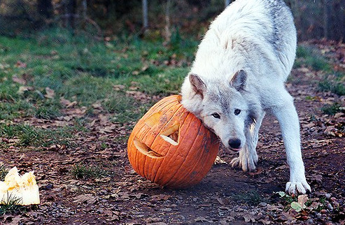 why-animals-do-the-thing:  xmasqueradeangelx:  otomesass:  This is the spoopy content you need on your dash   This is so precious I can’t even…  Everybody loves pumpkin enrichment!  These are great items because they’re fun for the herbivores to