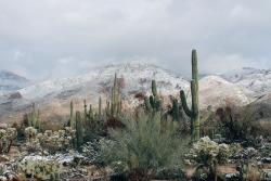 snowball-in-helll:  Snow and cacti 