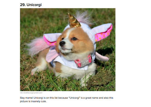 Mini&rsquo;s on Buzzfeed! The 40 Most Important Corgis of 2014