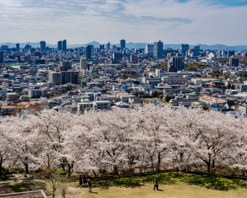 お花見日和