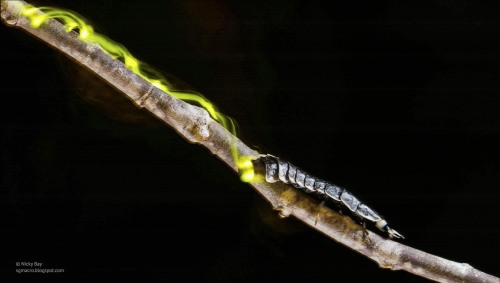 ted:  5 fun facts about fireflies (aka your favorite summer bug): Fireflies mate for a full evening and spend the whole night together. Awwww. The lights you see from fireflies are courtship signals that males are sending to females.  But firefly romance