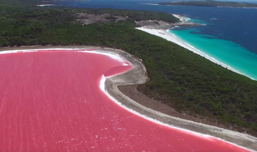 The Pink Lake Hillier of Australia