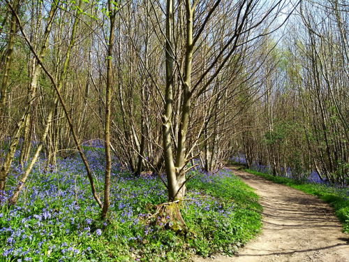 Spring has Sprung. The Bluebells and other wild flowers were out in force in the woods around Ightha