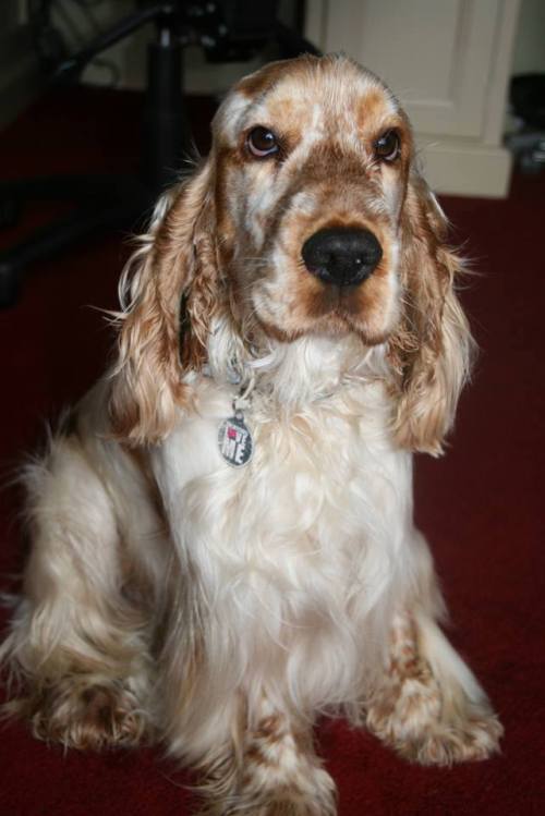 dogsandpupsdaily: - Cocker Spaniel. Want more? Follow:dogsandpupsdaily.tumblr.com/