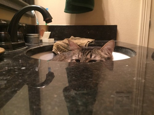 ghostigram: My cat being a dork in the sink